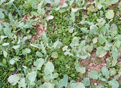 Nicht jede Minderwirkung beruht auf einer Resistenz