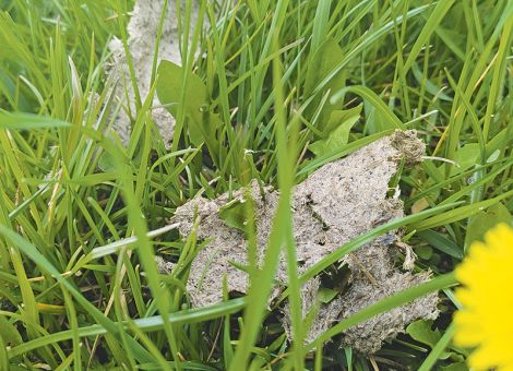 Vegetationsmonitoring im Dauergrünland 