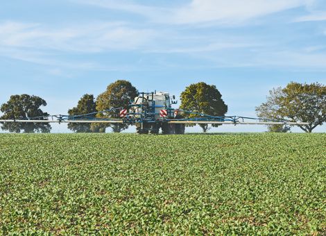 Moderne Sorten sind standfester