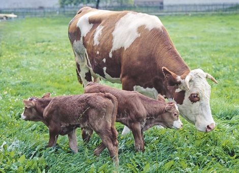 Stare, Zwillinge und Lupinen 