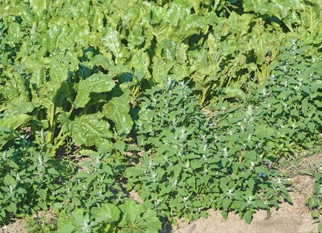 Präzision im Wirkstoffmix nach Wegfall der Standards