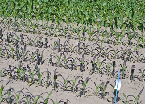Der Mais braucht einen guten Start