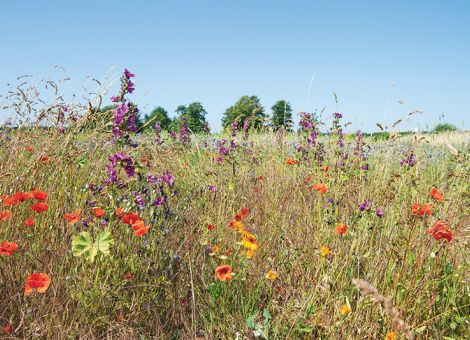 Änderungen in der GAP für das Antragsjahr 2026