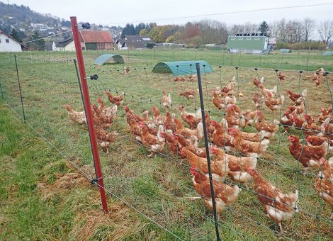 Ein funktionierender Zaun ist das Wichtigste