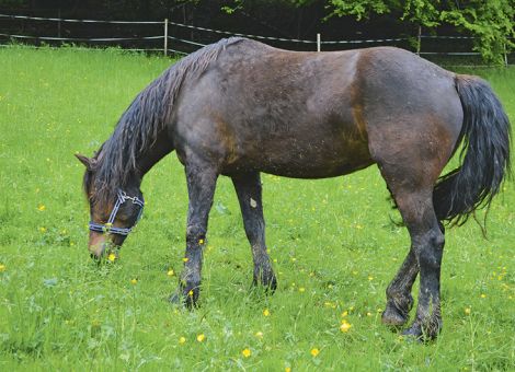 Das Frühjahr ist eine sensible Zeit für Pferde
