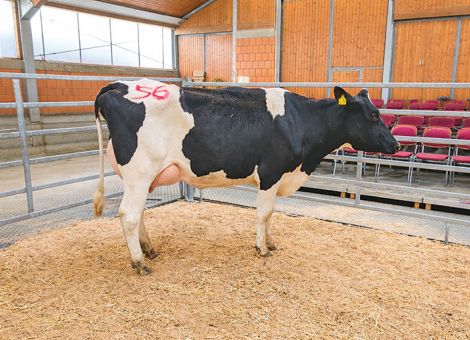 Starke Nachfrage nach Qualitätsfärsen