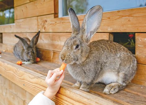 Verschiedene Angebote Tiergestützter Interventionen