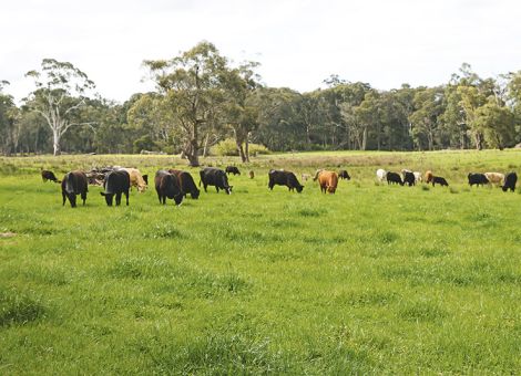 Risiken und Chancen beim Handel mit Australien