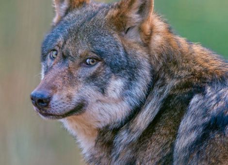 Förderanträge zum Schutz vor Wolfsschäden 