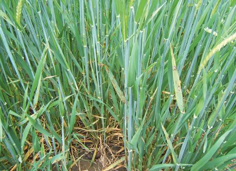 Jeden Wirkstoff nur einmal einsetzen