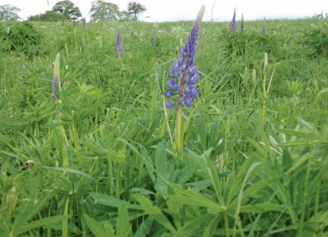 Wie giftig ist die Staudenlupine?