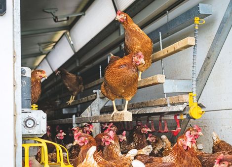 Fangmethoden, Betäubung und Geschlechtsbestimmung