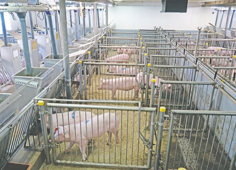 Schweine stärker mit Nebenprodukten füttern?