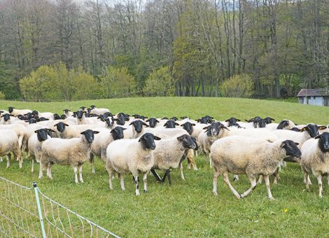 Schafe, Ziegen und Co. sicher auf der Weide halten