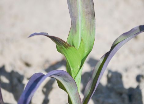 Die Blattdüngung sollte zur Standardmaßnahme werden