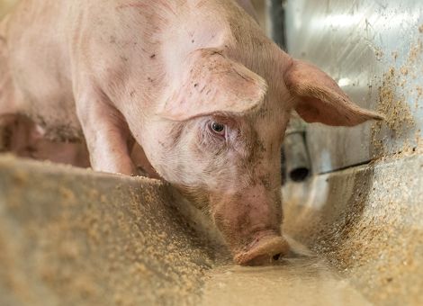 Rapsextraktionsschrot hat sich in der Fütterung etabliert