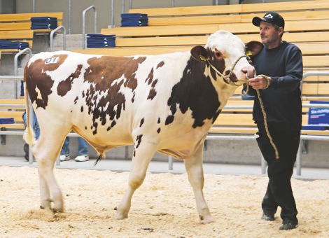 Preisdruck auch bei Färsen in Fließem