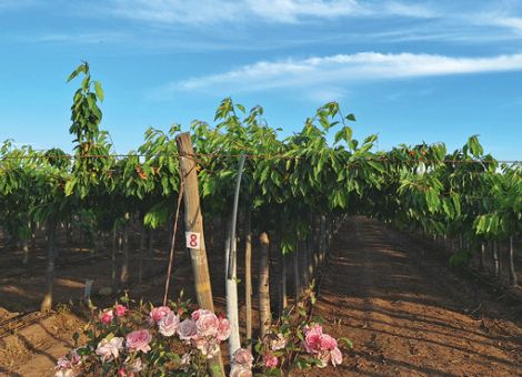 Eine Pergola für den Kirschenanbau