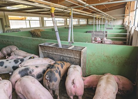 Körnerleguminosen meist im eigenen Betrieb verfüttert