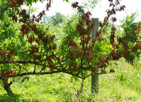Jetzt Kernobst auf Feuerbrand kontrollieren
