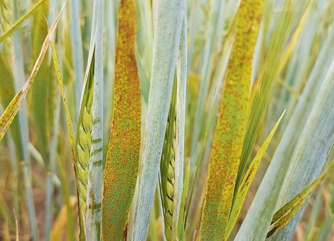 Die obersten Blätter schützen 
