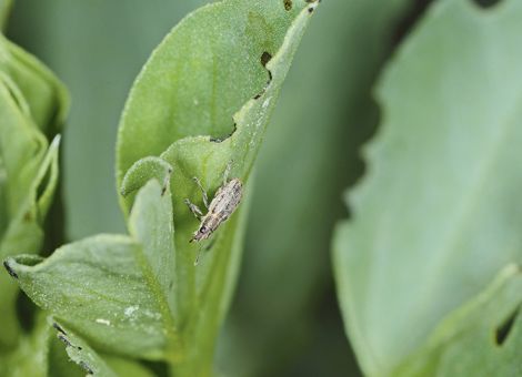 Immer auch an die Nützlinge denken