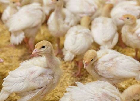 Mehr Tierschutz in der Putenhaltung