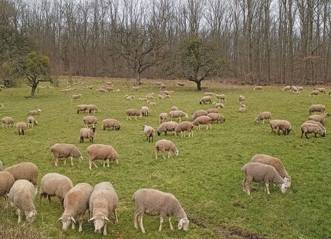 Möglichkeiten bei ÖR und GAP-SP in Grünlandbetrieben 