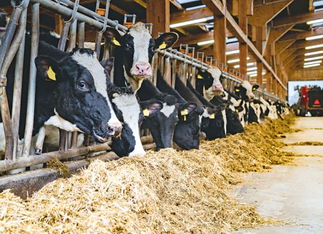Gut geschüttelt – zielgenau gefüttert