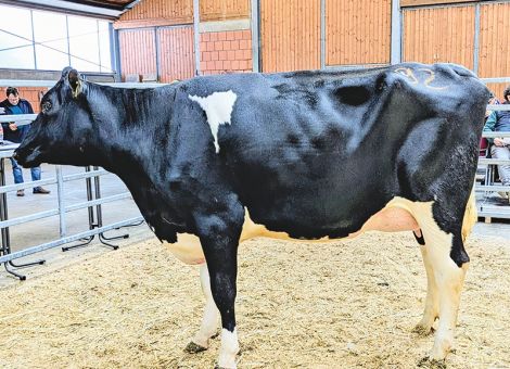 Qualitätsbewusste Käufer in Alsfeld