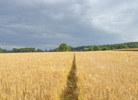 2 660 ha Wintergetreide in Hessen vermehrt