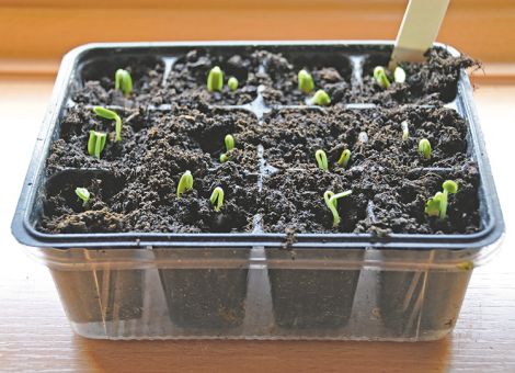 Gurken im Garten anbauen