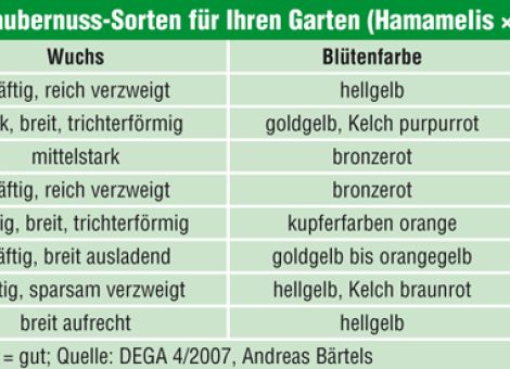 Die besten Zaubernüsse