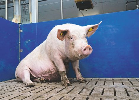 Gesunde Klauen als Schlüssel zur Leistungsfähigkeit