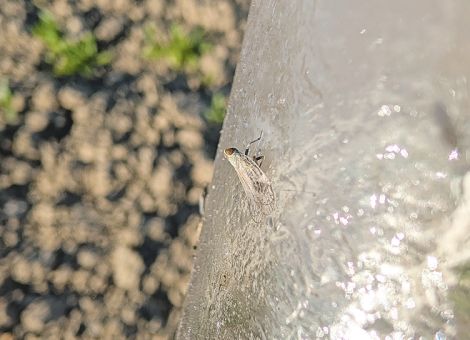 Die Pest mit Flügeln 