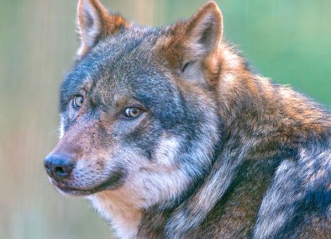 Nach 130 Jahren lernen wir wieder, mit dem Wolf zu leben