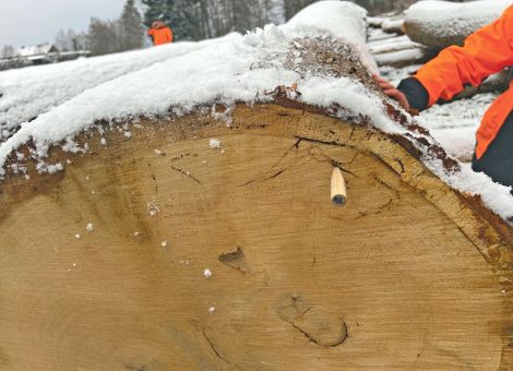 Juliregen hat die Abwehrkräfte der Bäume gestärkt