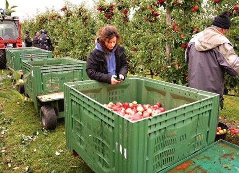 Obstbau im Wandel – Zukunftsszenarien für Mitteldeutschland