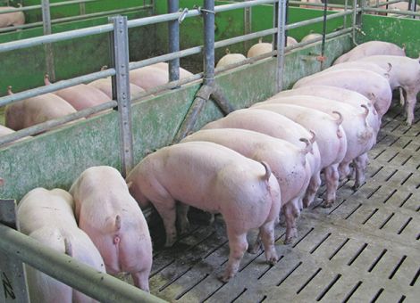 Schweine N- und P-reduziert zu füttern, hat sich bewährt