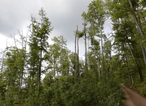 Waldumbau stärkt die Zukunft unserer Wälder