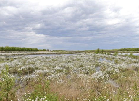 Moorböden speichern enorm viel CO2