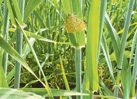 Erste bivoltine Falter schon im Mai