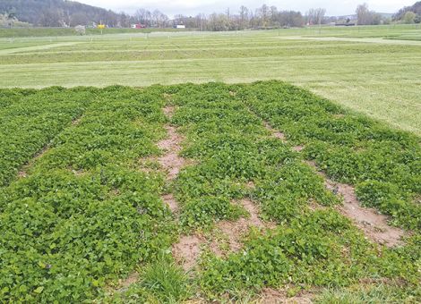 Empfohlene Sorten sind alternativlos 