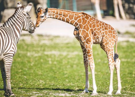 Feriengewinnspiel 2026 – Opel-Zoo