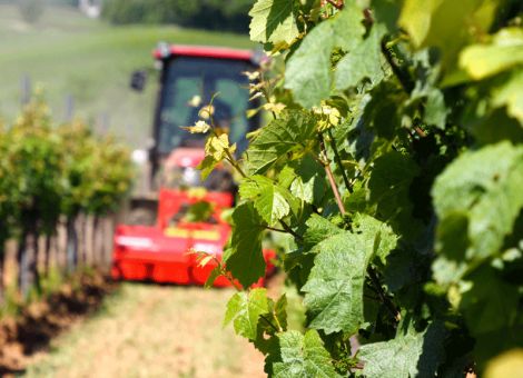 Zuwendungsbescheide für Informationsoffensive Wein