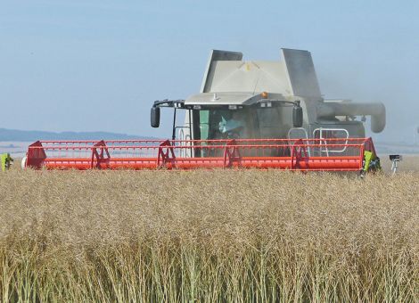 Sorten staffeln, Risiken senken, Erträge steigern