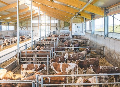 ITW Rind: Drei Stufen – neue Chancen für die Praxis
