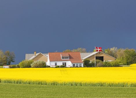 Kopenhagen will Schweinebranche umbauen