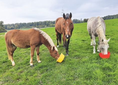 Fütterungsbedingten Erkrankungen vorbeugen