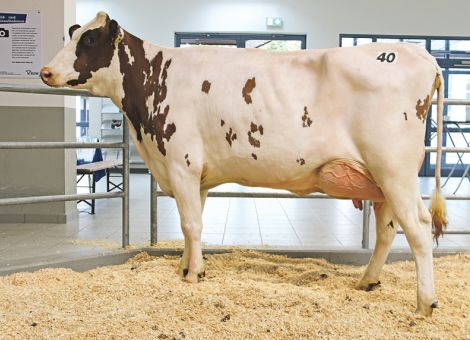 Preisbewusste Kunden bei der Juni-Auktion in Fließem